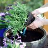 Imagen de Qué tipo de sustrato necesita la lavanda para crecer sana y florecer más