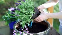 Imagen de Qué tipo de sustrato necesita la lavanda para crecer sana y florecer más