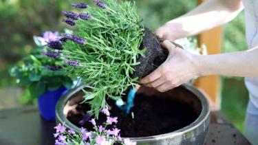 Qué tipo de sustrato necesita la lavanda para crecer sana y florecer más