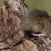 Imagen de Confirmaron un nuevo caso de hantavirus en Bariloche este domingo 21: cuál es su estado de salud