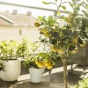 Imagen de Ni palta ni naranjo: el árbol ideal para casas pequeñas que da frutos casi todo el año