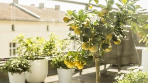 Ni palta ni naranjo: el árbol ideal para casas pequeñas que da frutos casi todo el año