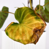 Imagen de El poder del vinagre en las plantas con hojas amarillas: cuándo ayuda y cómo puede aplicarse