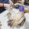 Imagen de Volver a volar para combatir las plagas: el increíble injerto de plumas que salvó a una lechuza en Neuquén