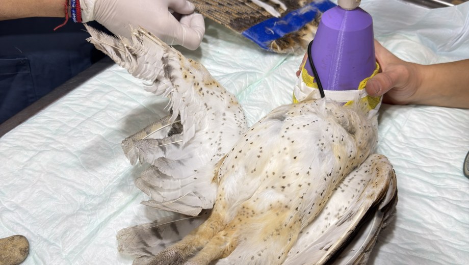 La lechuza fue intervenida en una veterinaria de Junín de los Andes. (Foto: Gentileza).