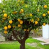Imagen de El truco casero para germinar un limonero más rápido y ver los primeros brotes en pocas semanas