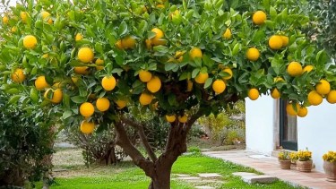 El truco casero para germinar un limonero más rápido y ver los primeros brotes en pocas semanas