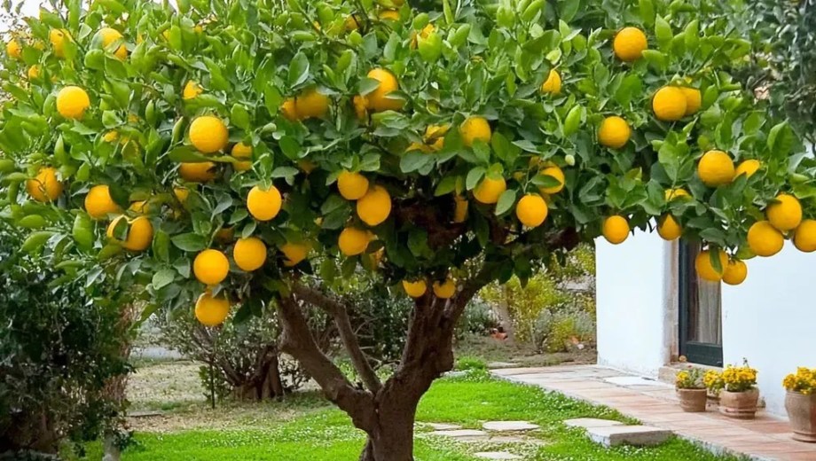 Además de ser una actividad entretenida, cultivar un limonero desde una semilla permite iniciarse en la jardinería sin realizar grandes inversiones.