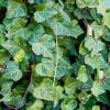 Imagen de La planta trepadora ideal para los días fríos: resiste el invierno y mantiene el jardín verde todo el año