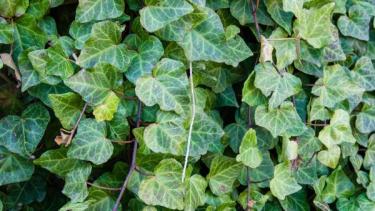 La planta trepadora ideal para los días fríos: resiste el invierno y mantiene el jardín verde todo el año