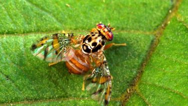 En la Patagonia liberan 1.000 millones de moscas por temporada para proteger a los frutales de la plaga más peligrosa del mundo