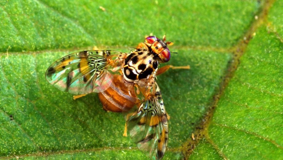 Mosca de los Frutos.