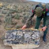 Imagen de Descubren un misterioso bosque de 50 millones de años oculto en la estepa de Río Negro