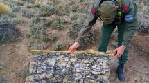 Imagen de Descubren un misterioso bosque de 50 millones de años oculto en la estepa de Río Negro