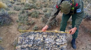 Descubren un misterioso bosque de 50 millones de años oculto en la estepa de Río Negro