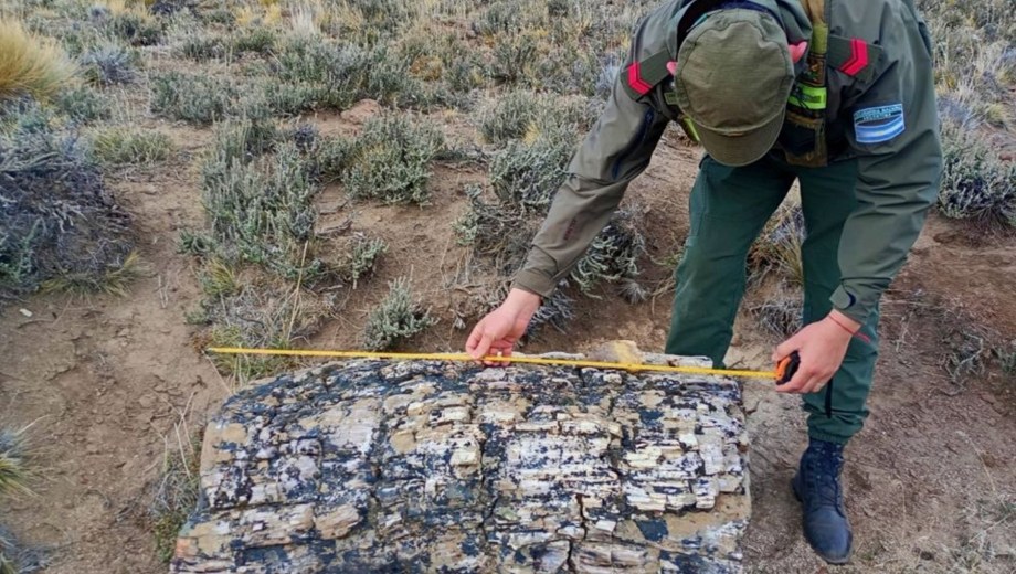 Descubren un bosque petrificado en Río Negro. (Gentileza).