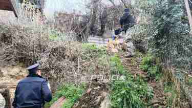 Rescataron a un perro que sufría maltrato en San Martín de los Andes: quedó bajo resguardo y recibirá atención