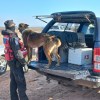 Imagen de Búsqueda de Manlio Martínez en Neuquén: un perro de la Policía Federal se sumó a los rastrillajes