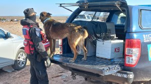 Búsqueda de Manlio Martínez en Neuquén: un perro de la Policía Federal se sumó a los rastrillajes