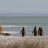 Imagen de Alarma en la Patagonia por la aparición de pingüinos muertos en las playas: lo vinculan a la gripe aviar