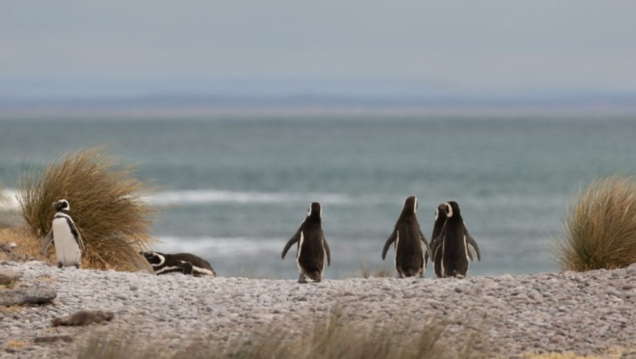 Los pingüinos son una de las aves presentes en playas de la Patagonia. Foto: Gentileza www. chubutpatagonia.gob.ar. 