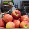 Imagen de Fruticultura en la Patagonia: la manzana tiene buen precio, pero el margen se juega después de la cosecha