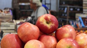 Fruticultura en la Patagonia: la manzana tiene buen precio, pero el margen se juega después de la cosecha