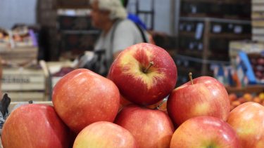 Fruticultura en la Patagonia: la manzana tiene buen precio, pero el margen se juega después de la cosecha