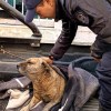 Imagen de Rescataron a un perro que era maltratado y detuvieron al responsable en Cipolletti