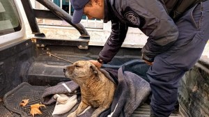 Rescataron a un perro que era maltratado y detuvieron al responsable en Cipolletti