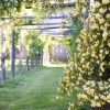 Imagen de La planta trepadora ideal para cubrir un cerco rápido y llenar el jardín de flores blancas
