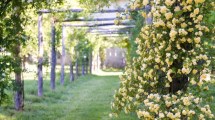 Imagen de La planta trepadora ideal para cubrir un cerco rápido y llenar el jardín de flores blancas