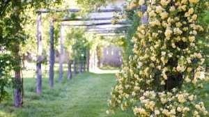 La planta trepadora ideal para cubrir un cerco rápido y llenar el jardín de flores blancas