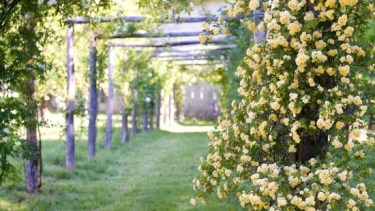 La planta trepadora ideal para cubrir un cerco rápido y llenar el jardín de flores blancas