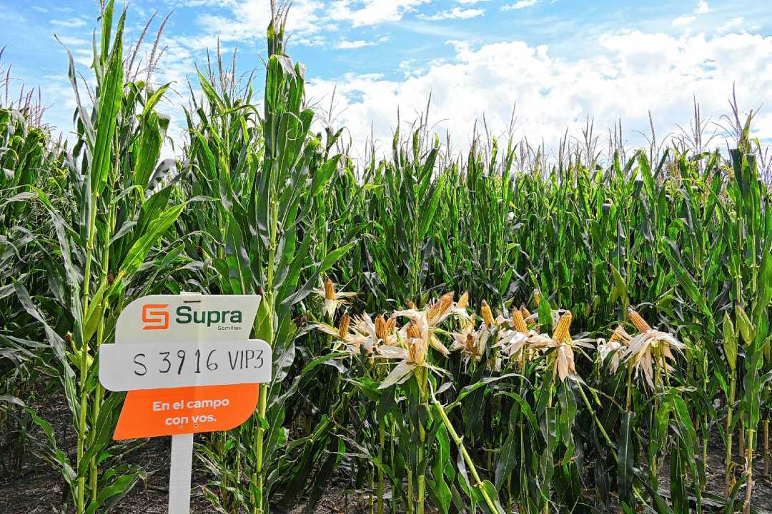 Supra 3916 fue usado como testigo en el ensayo de maíz, debido a su amplia difusión en los valles del río Negro. El híbrido combina potencial productivo con estabilidad, y en el ensayo quedó demostrado. Su rinde promedio fue de más de 18.000 kilos de grano por hectárea, con buen desempeño en tres posiciones distintas del lote.