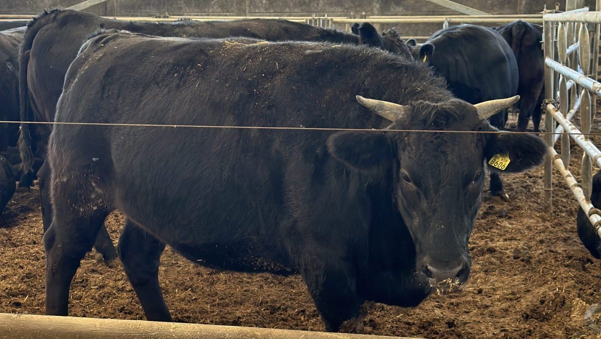 Los mayores niveles de marmoreo están reservados a las cruzas con Wagyu o al Wagyu puro.