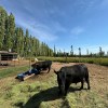 Imagen de El pionero de la cría y oferta de carne de Wagyu en la Patagonia está en Neuquén
