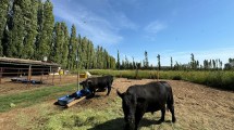 Imagen de El pionero de la cría y oferta de carne de Wagyu en la Patagonia está en Neuquén