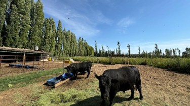 El pionero de la cría y oferta de carne de Wagyu en la Patagonia está en Neuquén