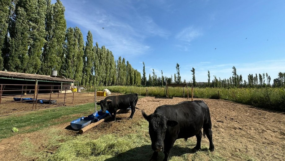 Wagyu en la chacra de Plottier.