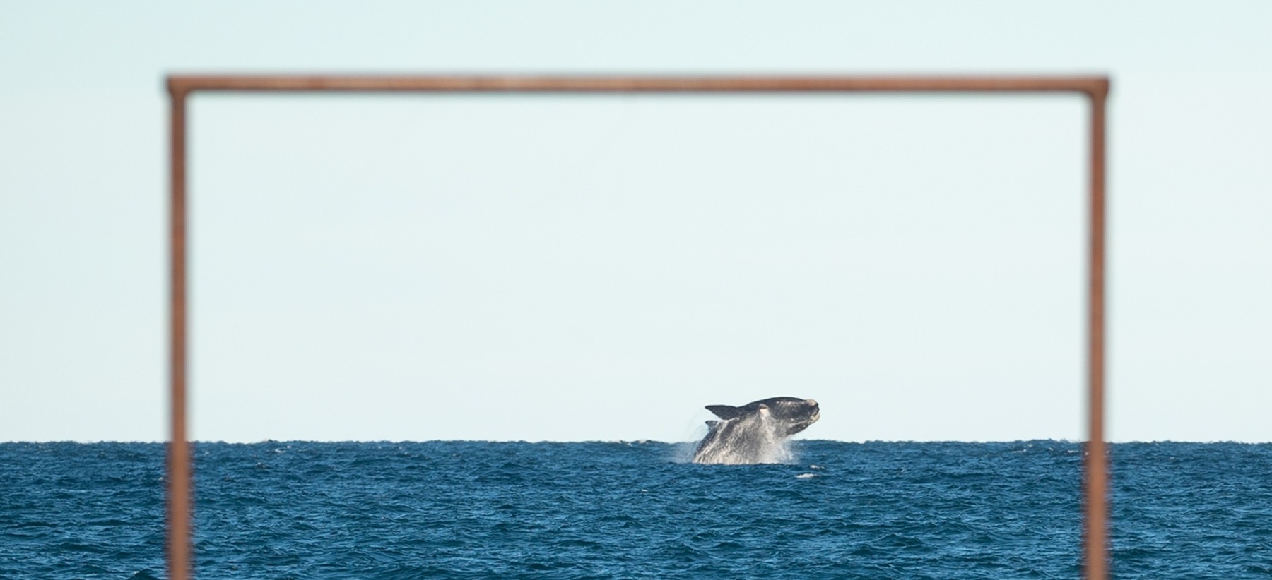 Un fotógrafo regresa a Puerto Pirámides para capturar ballenas