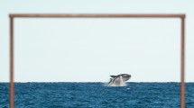 Imagen de Un gol de ballenas: la historia del fotógrafo que volvió a Puerto Madryn para atrapar instantes