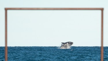 Un gol de ballenas: la historia del fotógrafo que volvió a Puerto Madryn para atrapar instantes