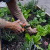 Imagen de Huerta en casa: qué sembrar en agosto para empezar a cosechar en pocas semanas