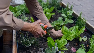 Huerta en casa: qué sembrar en agosto para empezar a cosechar en pocas semanas