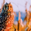Imagen de Safari de invierno 2026: la propuesta que invita a mirar la naturaleza con otros ojos y registrarla