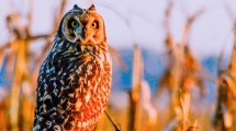 Imagen de Safari de invierno 2026: la propuesta que invita a mirar la naturaleza con otros ojos y a registrarla