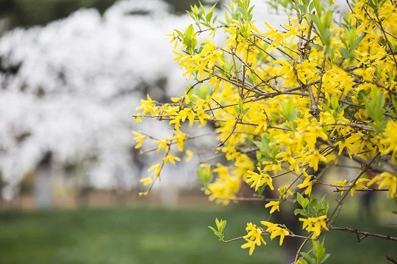 Una planta que florece en invierno llena de color los jardines
