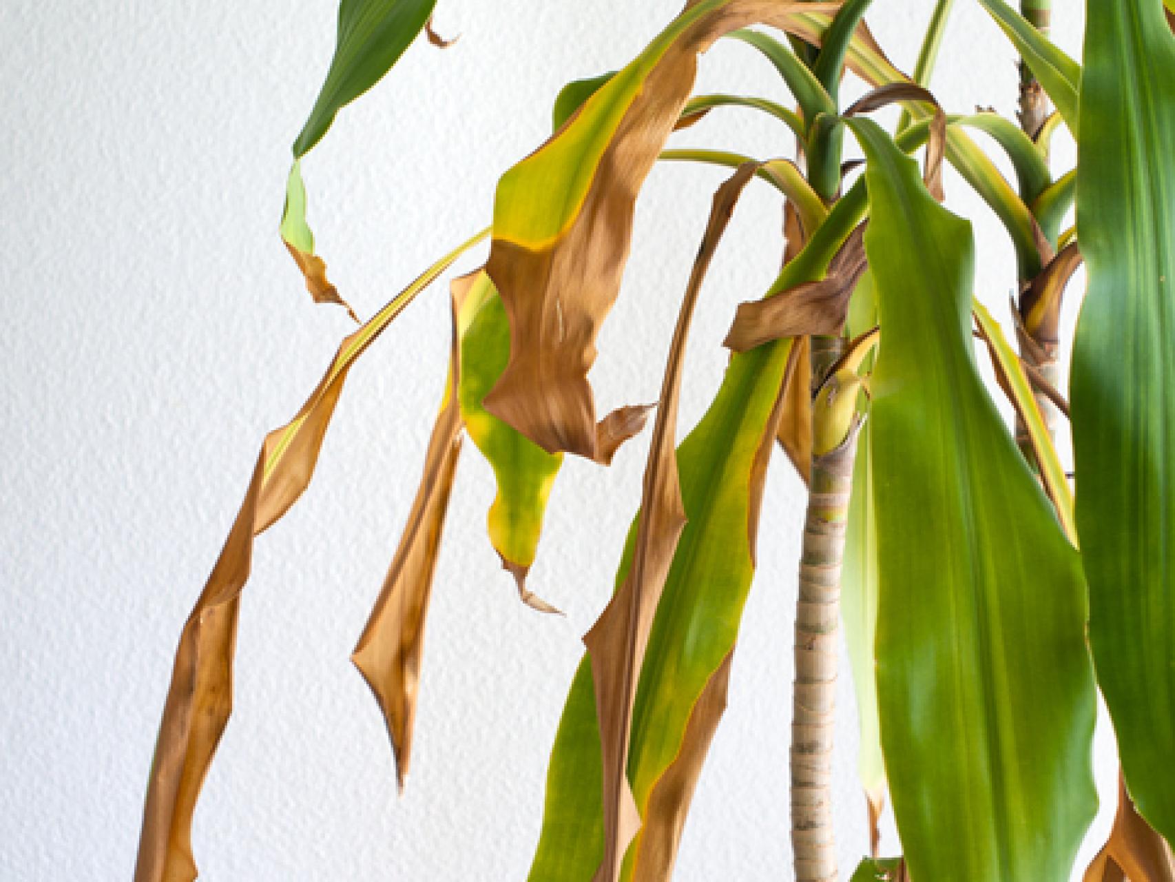 ¿Por qué las puntas de las hojas se secan aunque riegues la planta? El error más común en invierno