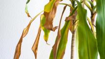 Imagen de ¿Por qué las puntas de las hojas se secan aunque riegues la planta? El error más común en invierno